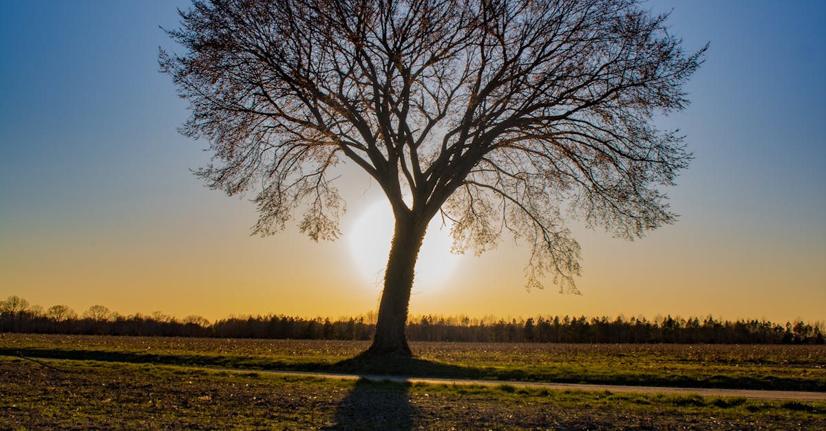 Tree Risk Assessment