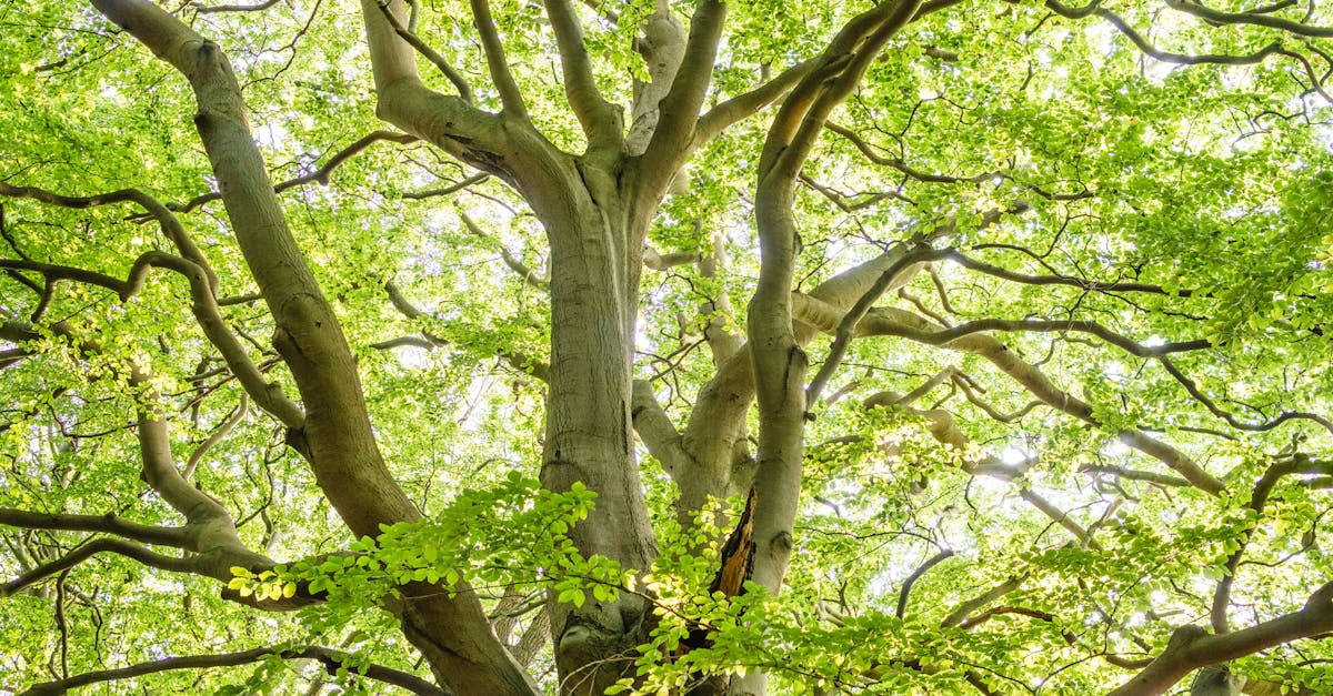 Who is responsible for cutting overhanging tree branches in GA?